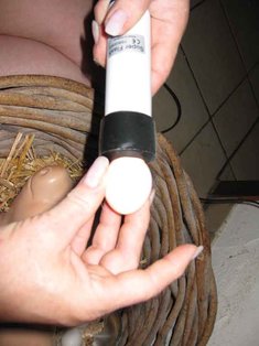 Das Ei wird geschiert